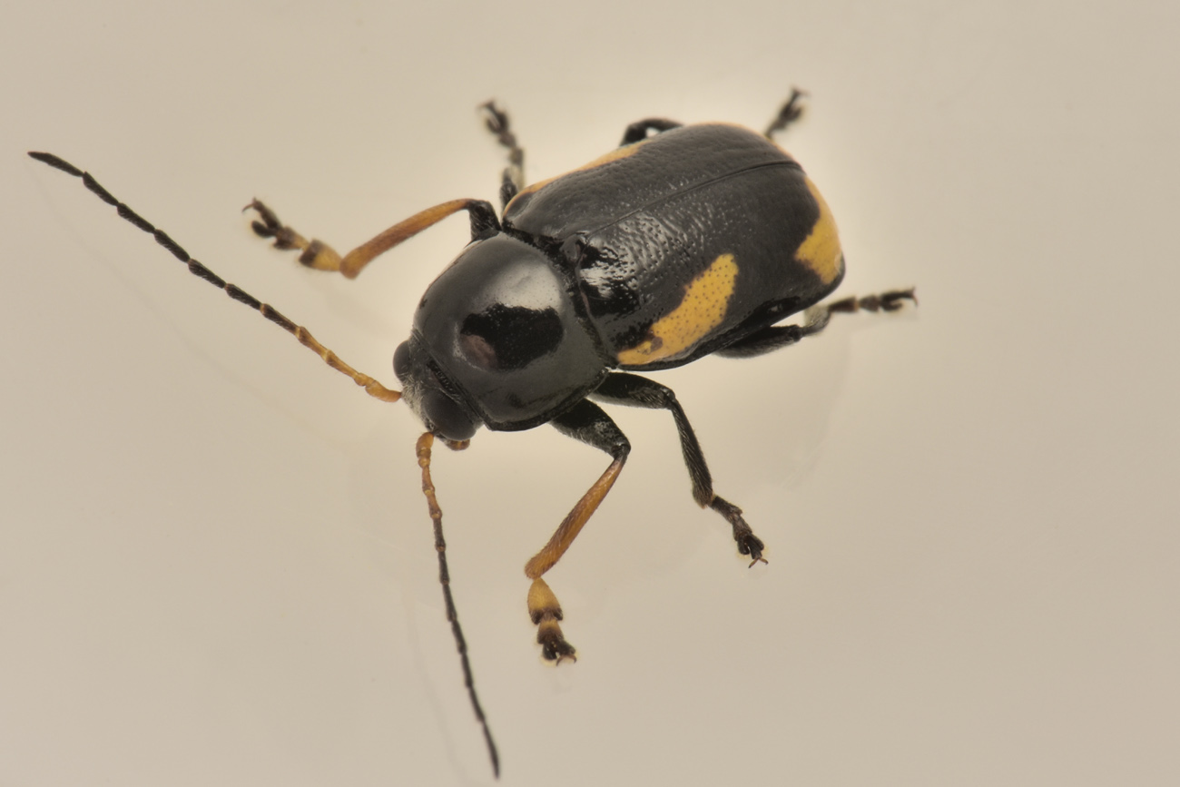 Chrysomelidae: Cryptocephalus stragula? S, maschio.